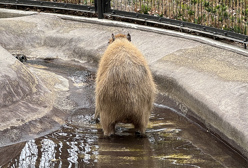 プールに足先だけつける「なえ」