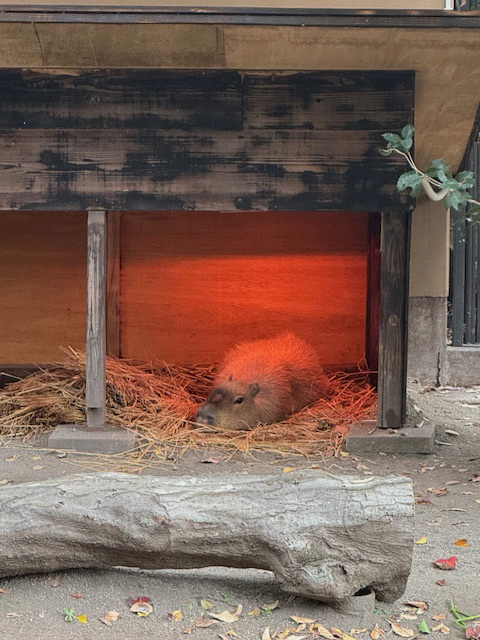 ヒーターの下ですごす「なえ」