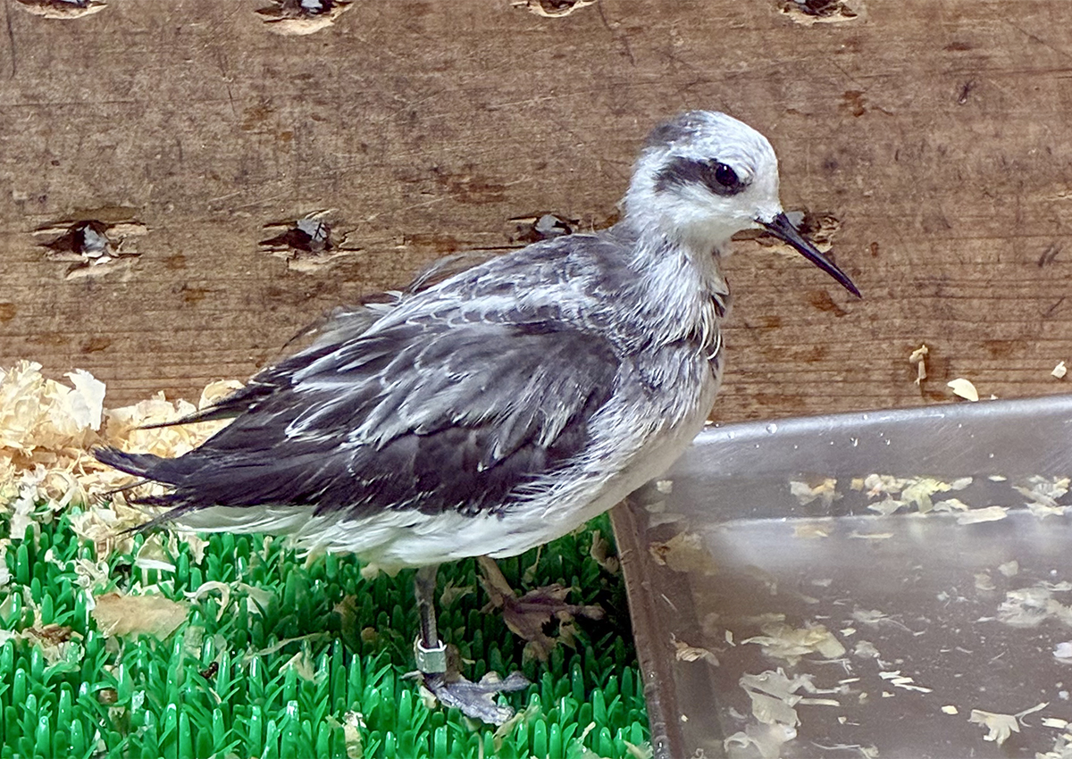 なかま入りしたアカエリヒレアシシギ