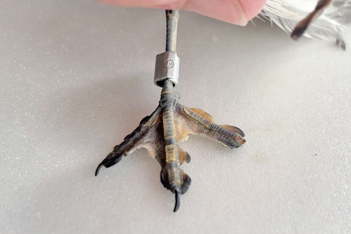 アカエリヒレアシシギの右足