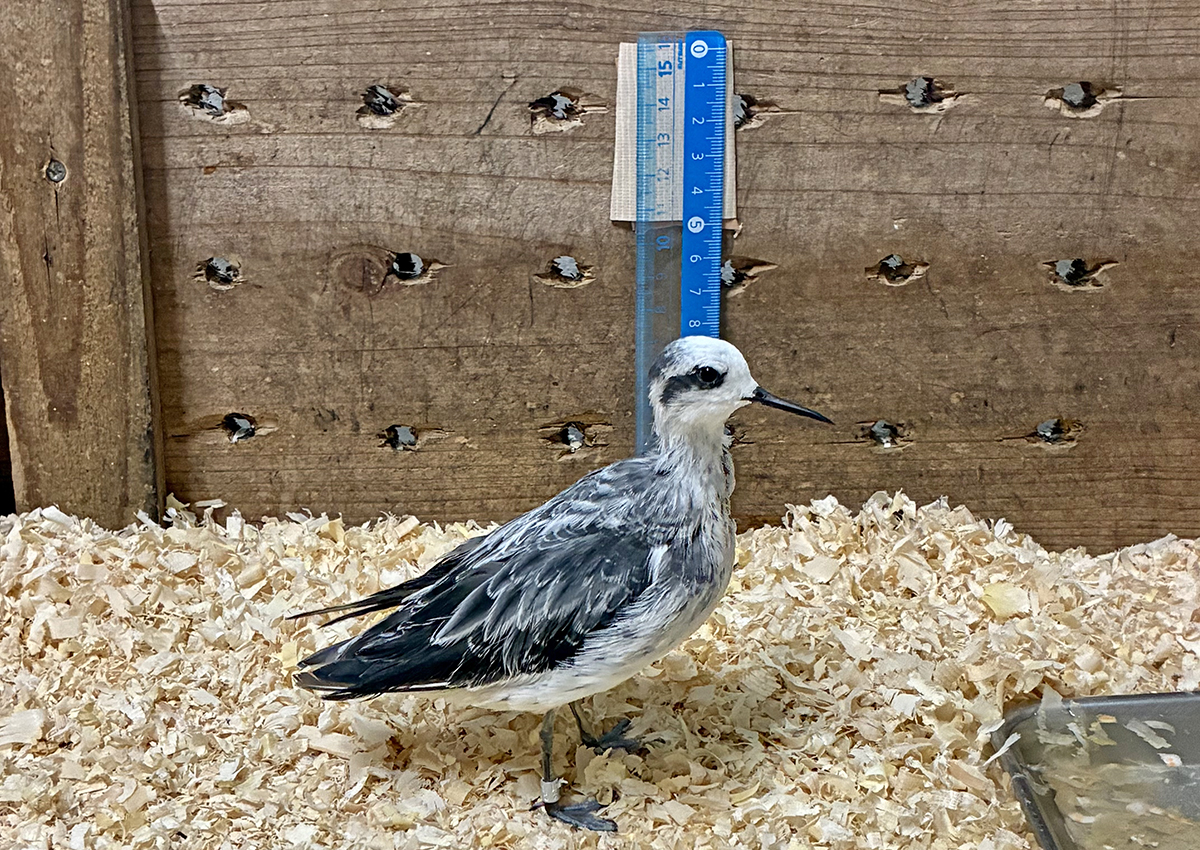 15cm定規との比較