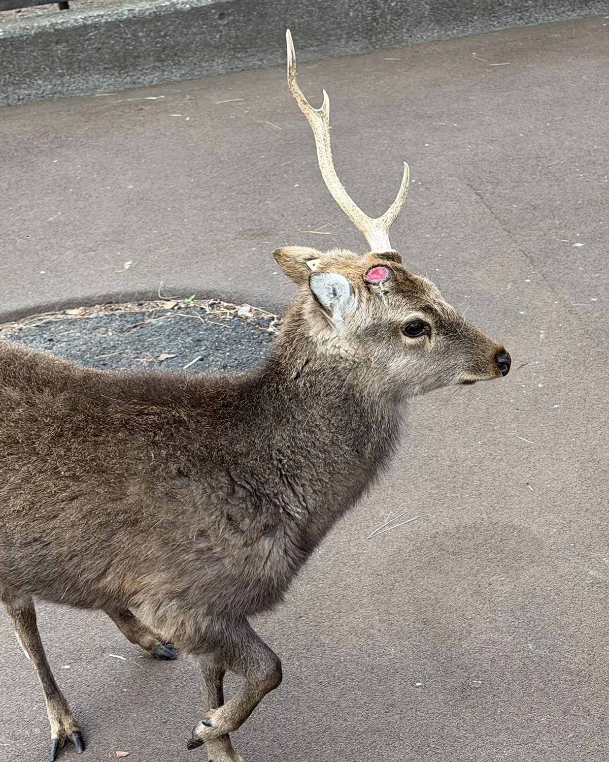 片方の角が落ちたオス