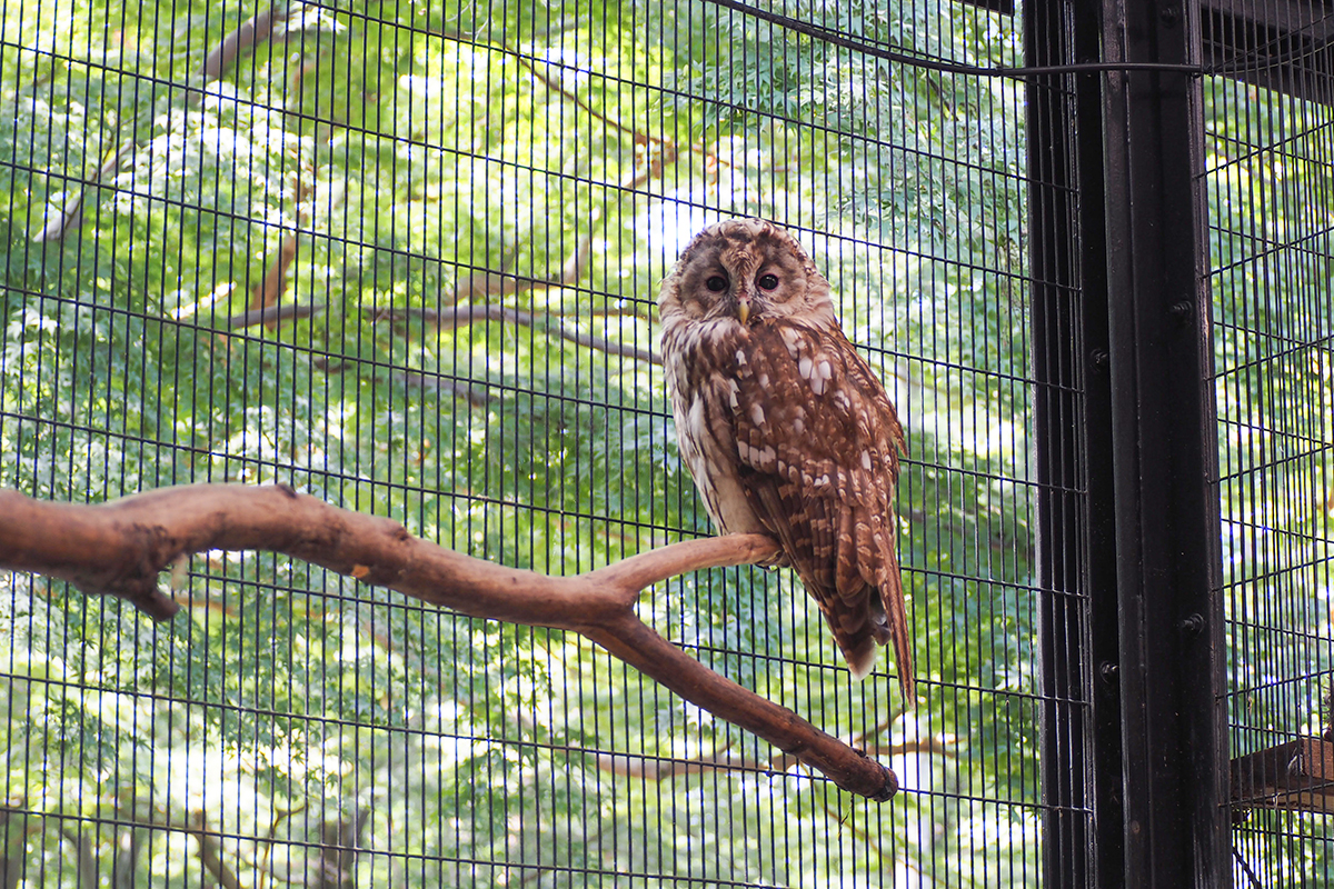 高い位置にあるフクロウの止まり木