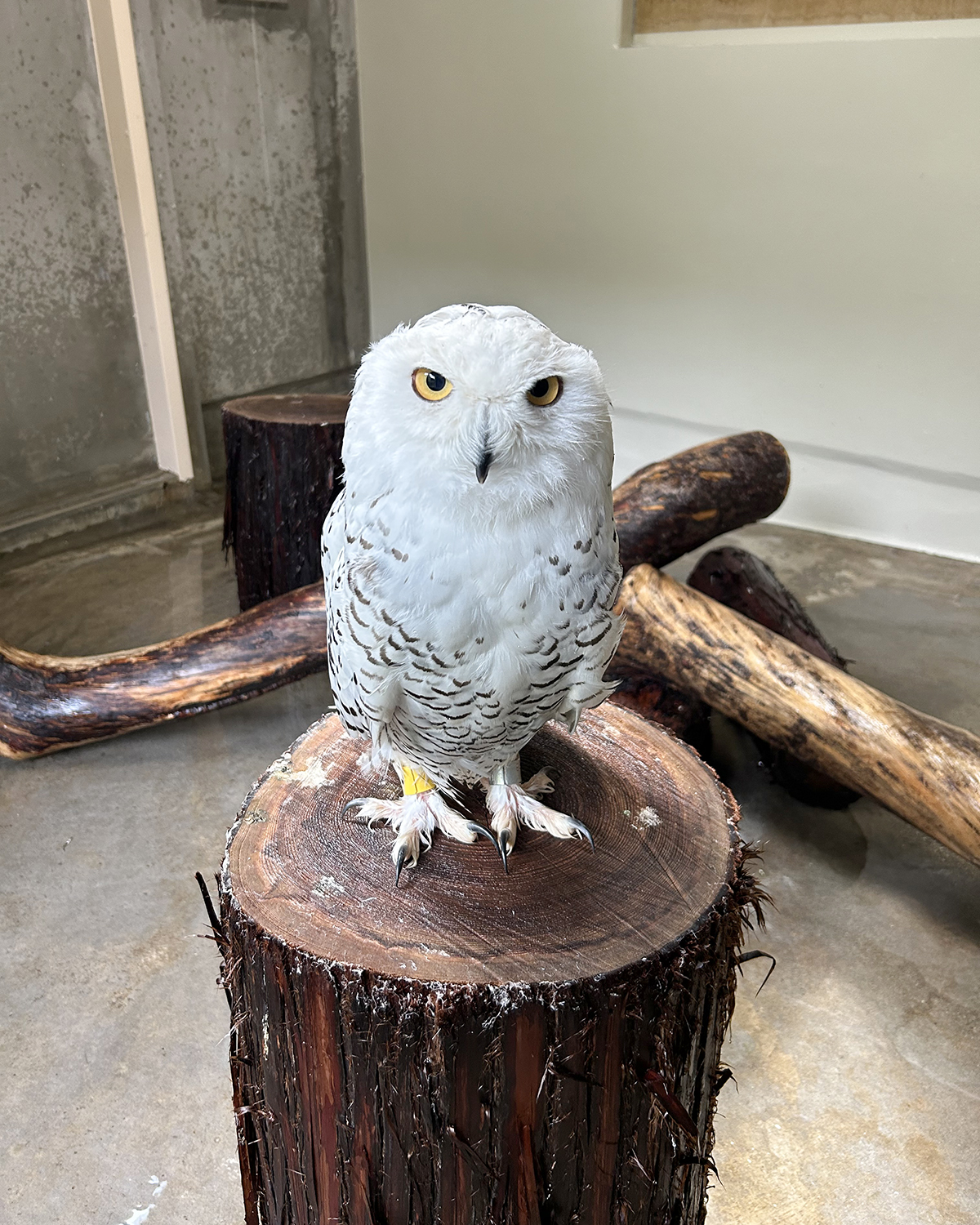 丸太に乗るシロフクロウ
