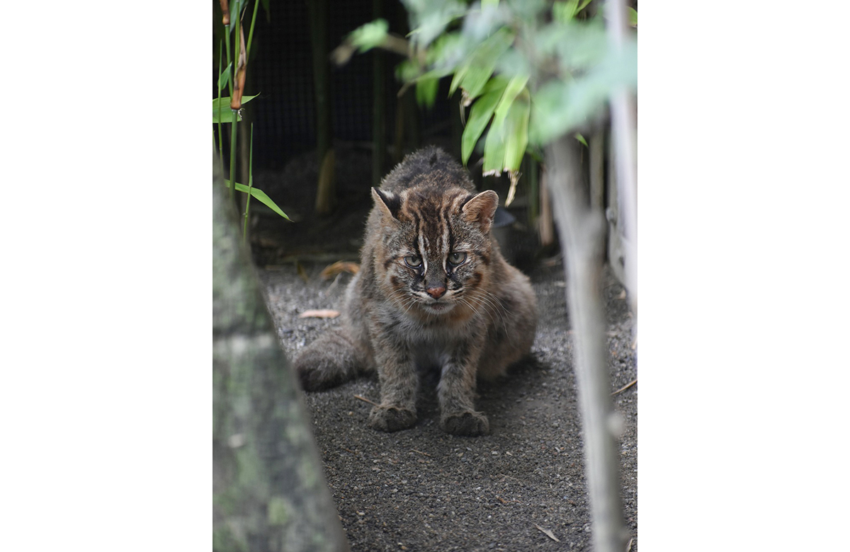 フユト