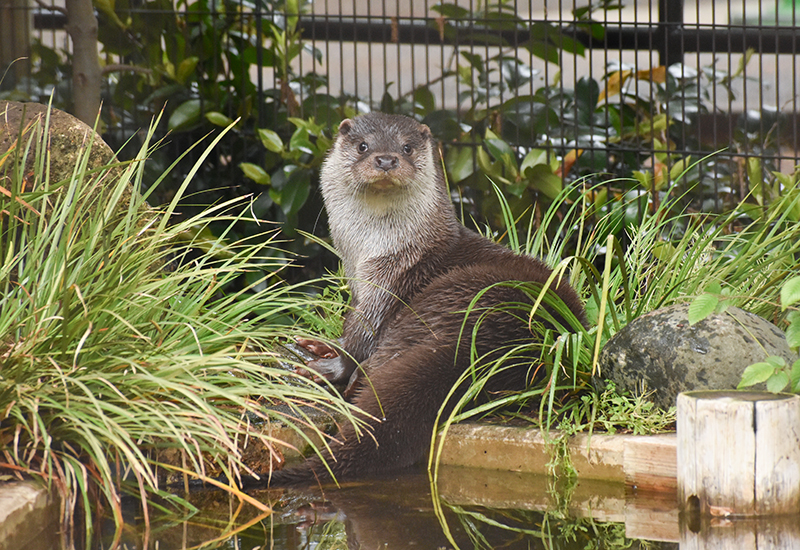 休憩中のカワウソ