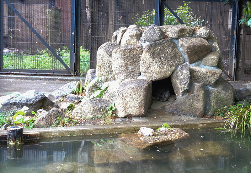 新しい岩組みの巣穴