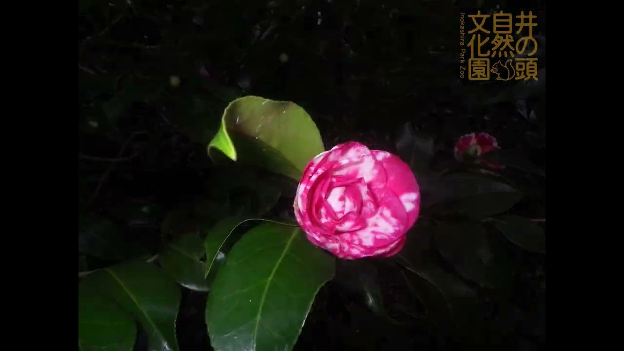 ツバキ（キクトウジ）の開花