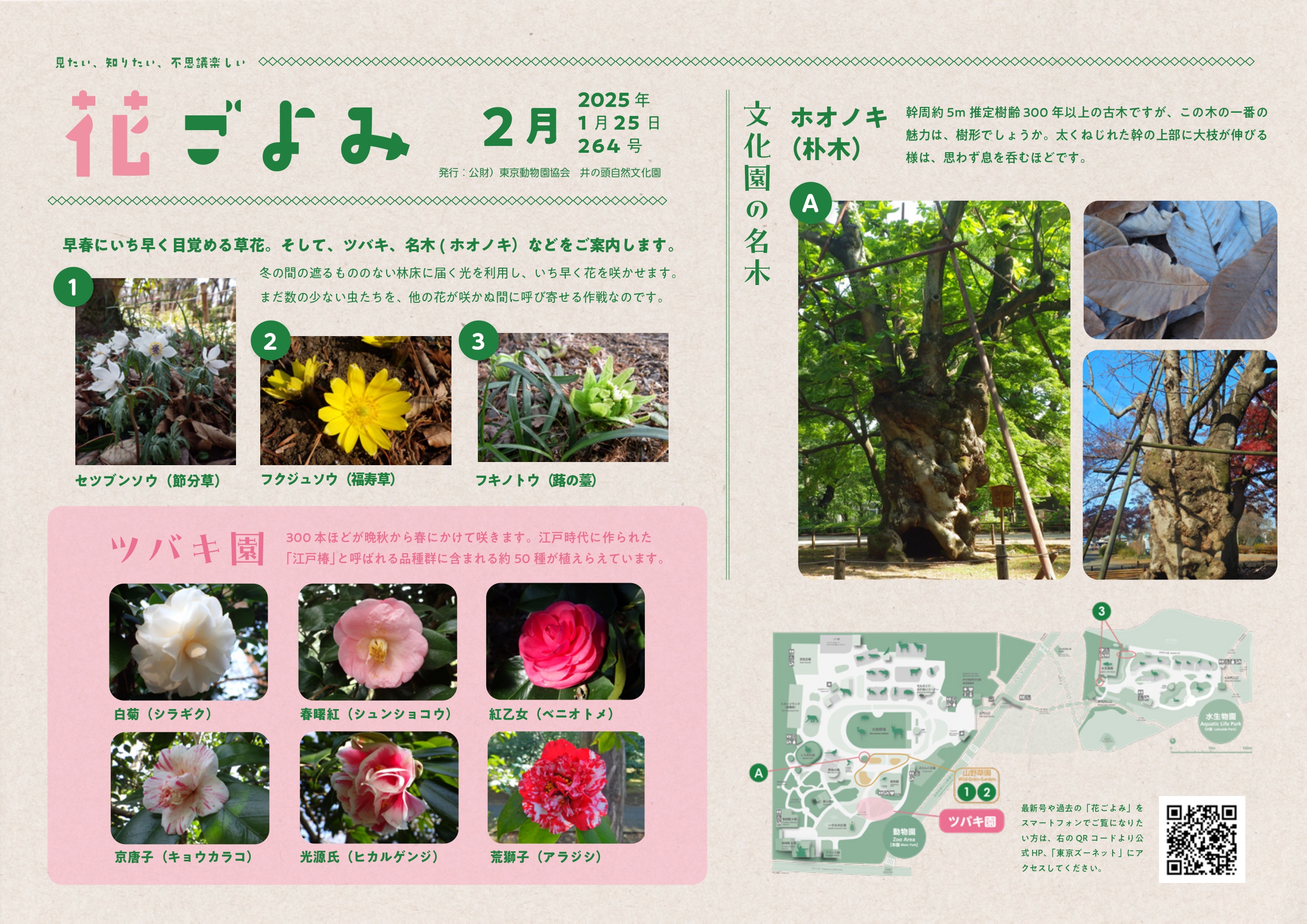 早春にいち早く目覚める草花