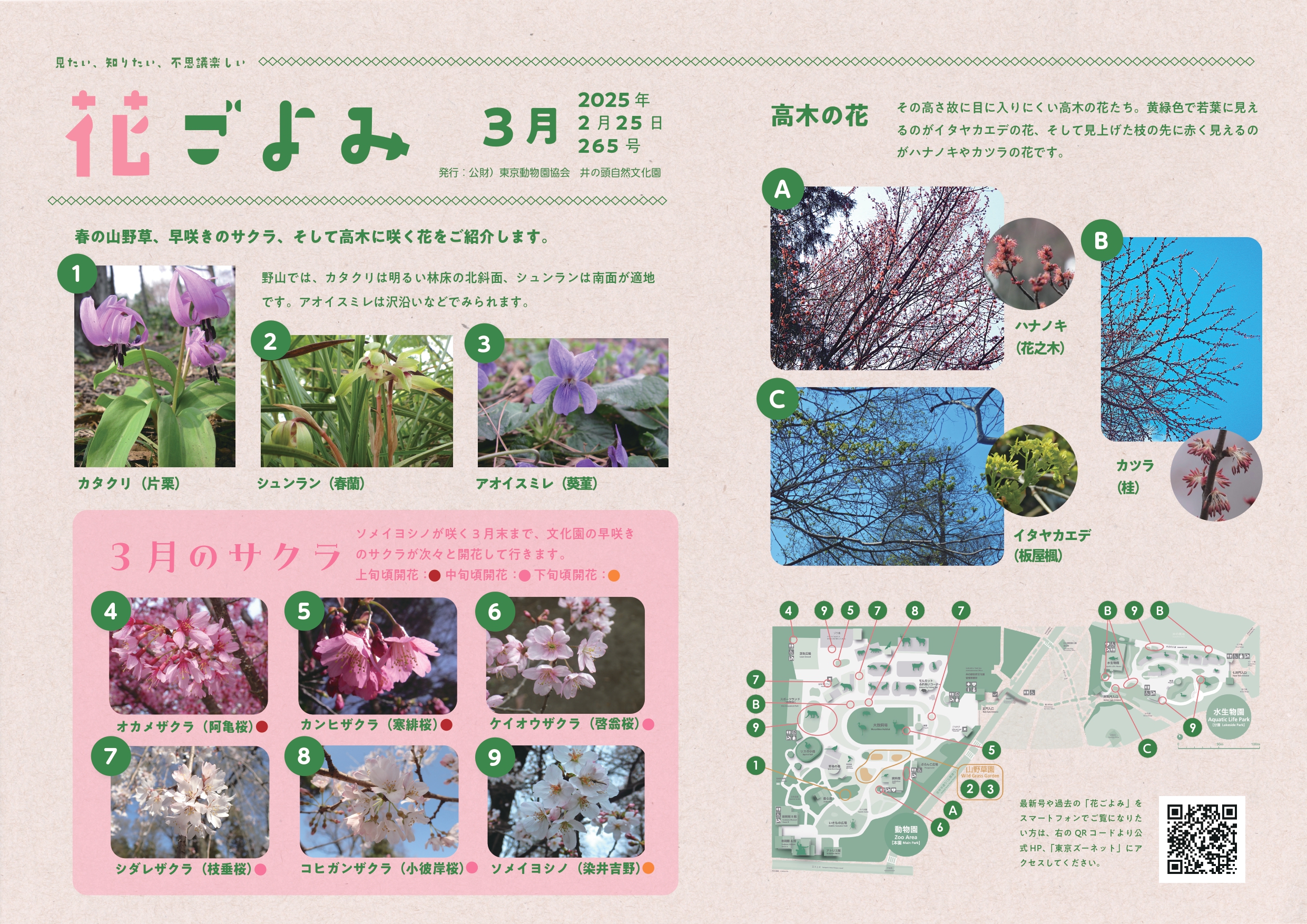 春の山野草、サクラ、高木の花