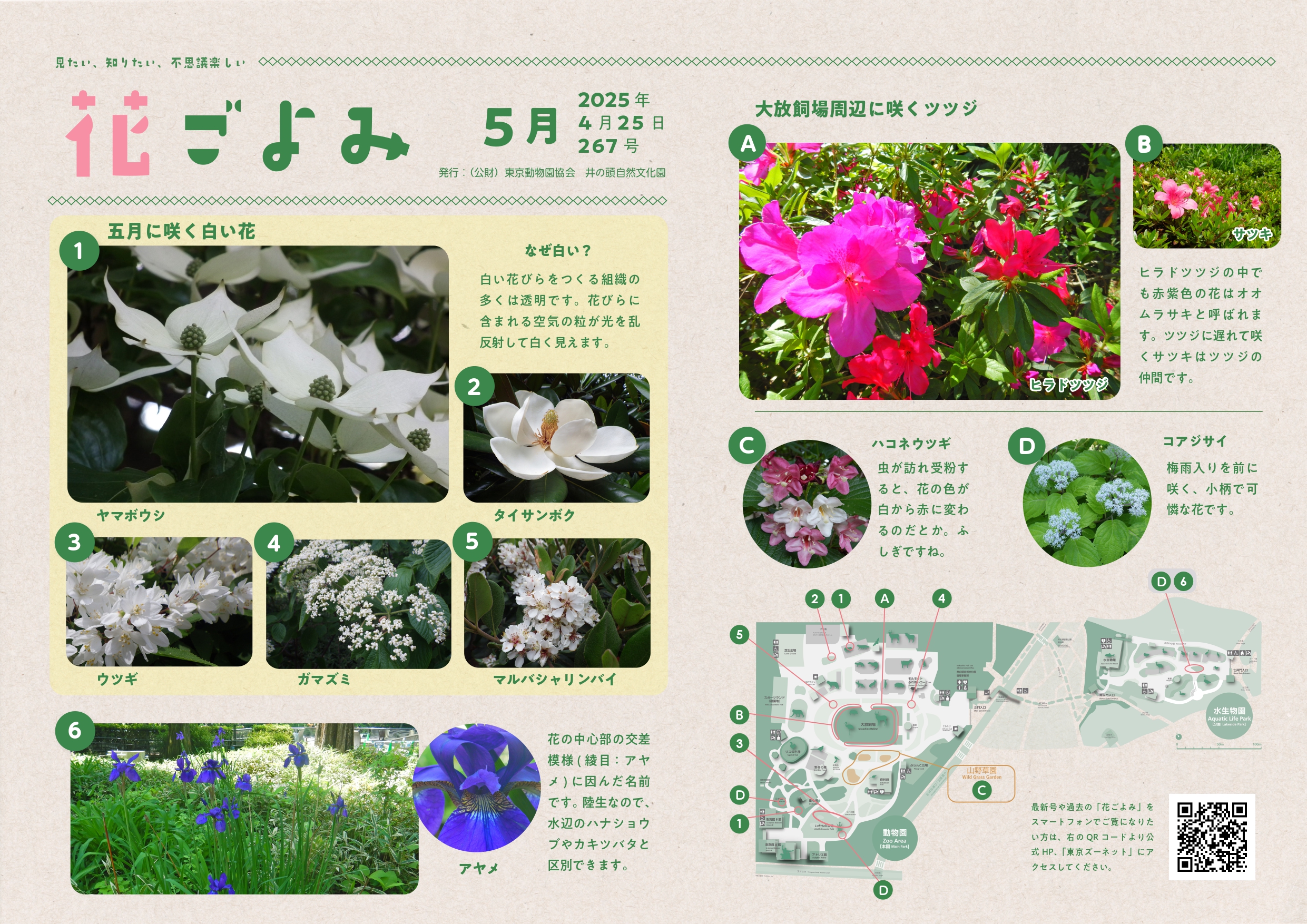 五月に咲く白い花