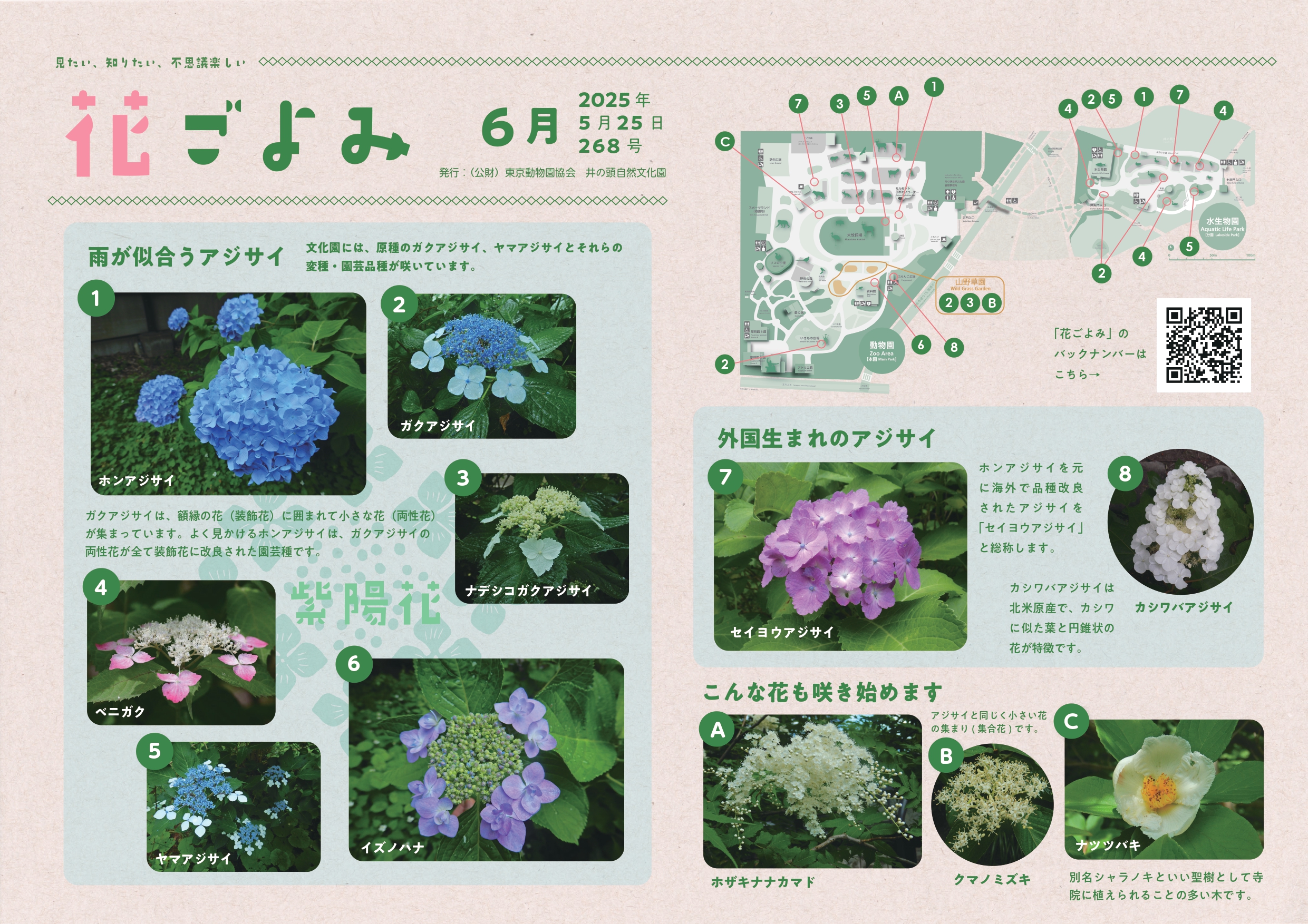 雨が似合うアジサイ