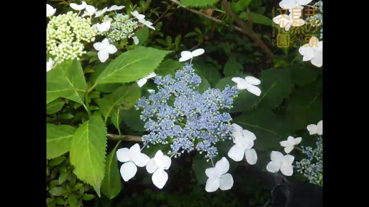 ヤマアジサイの開花
