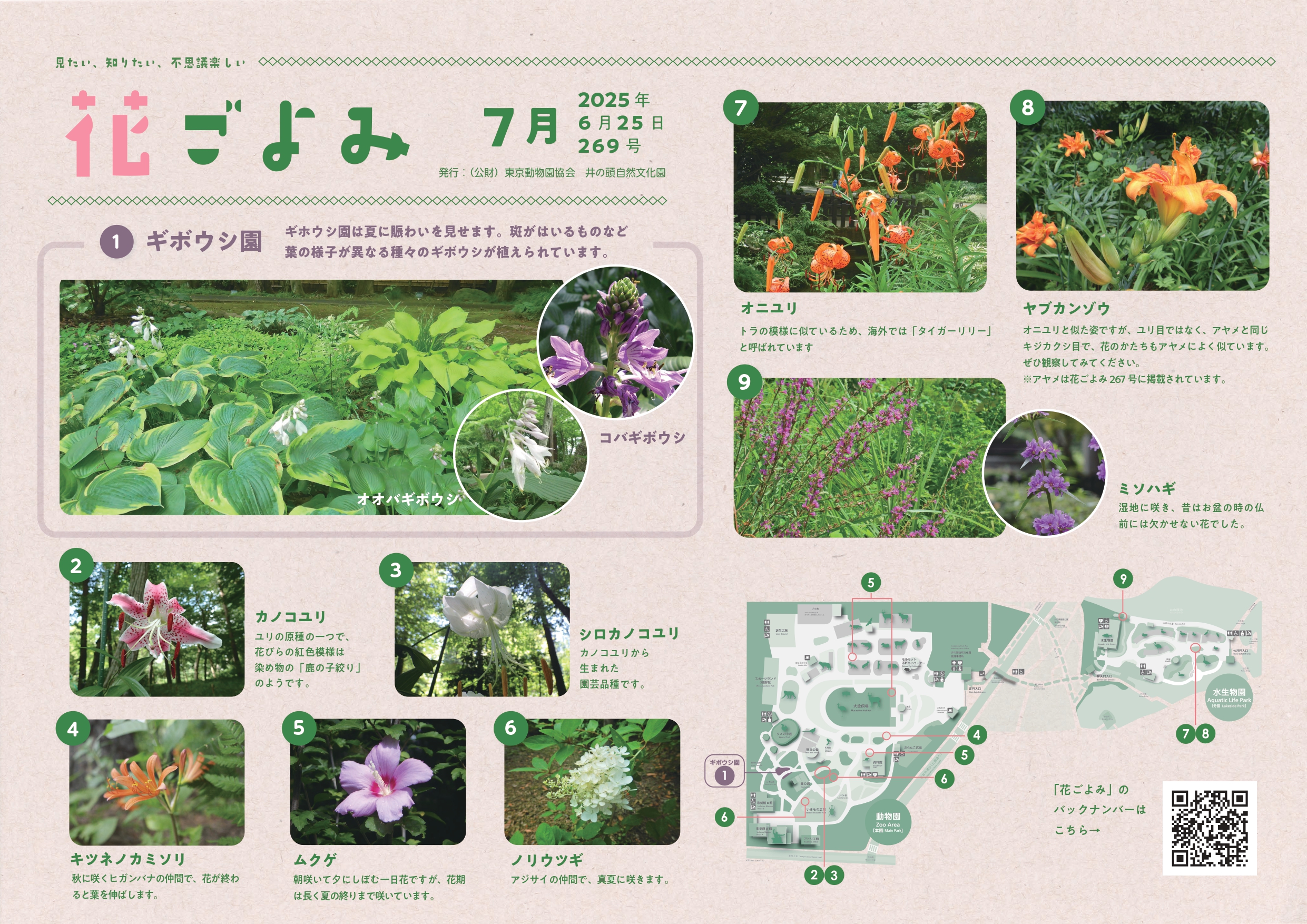 夏に賑わいを見せるギボウシ園