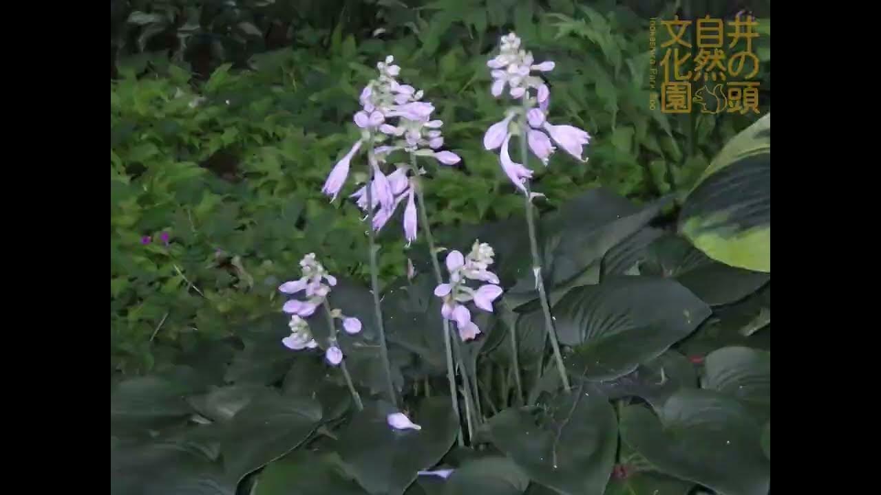 オオバギボウシの開花