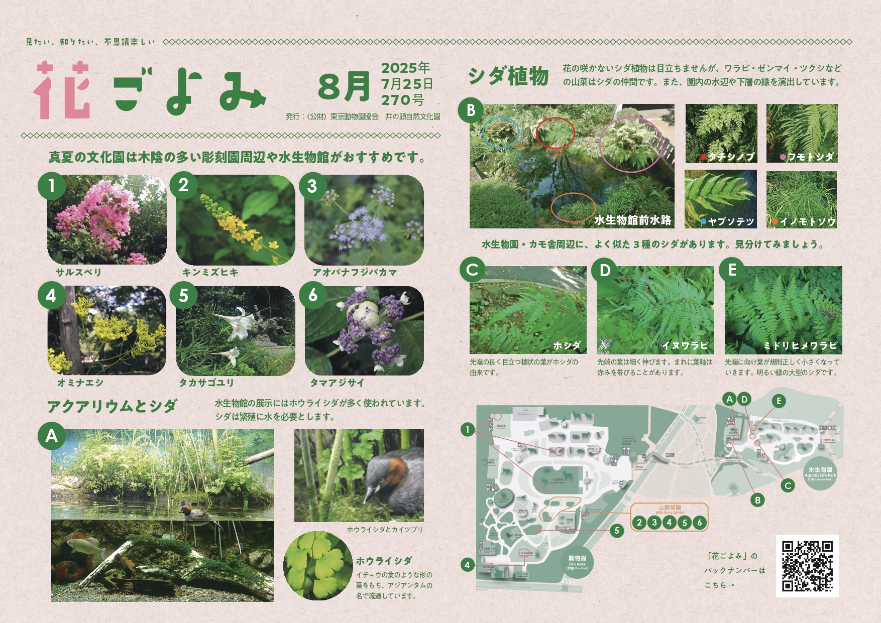 水辺や下層の緑を演出するシダ