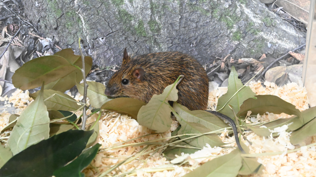 アマミトゲネズミ