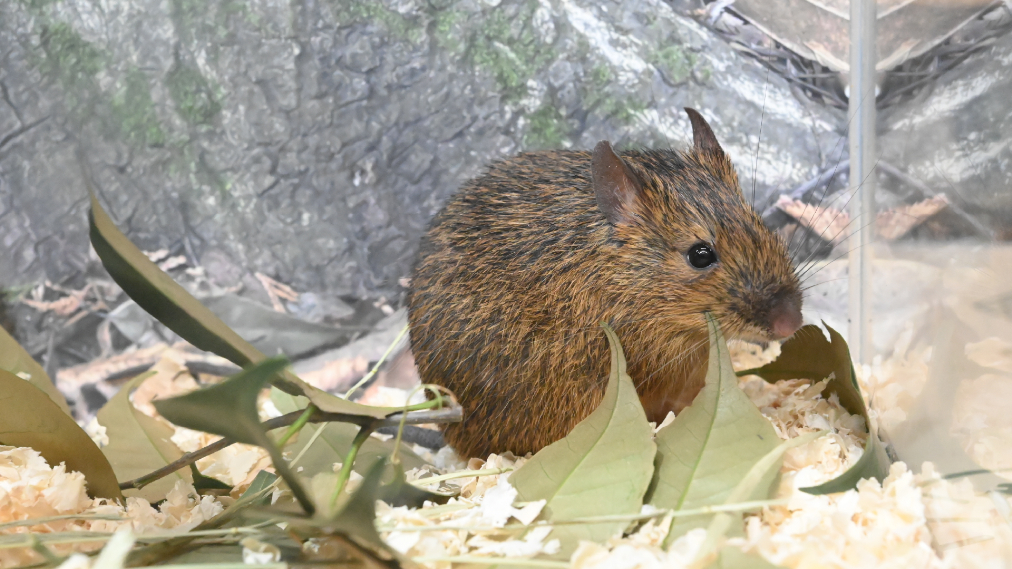 アマミトゲネズミ