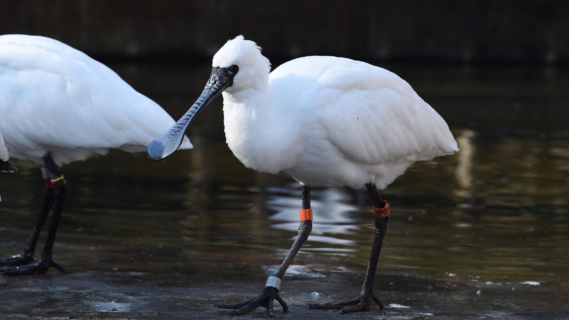 クロツラヘラサギ