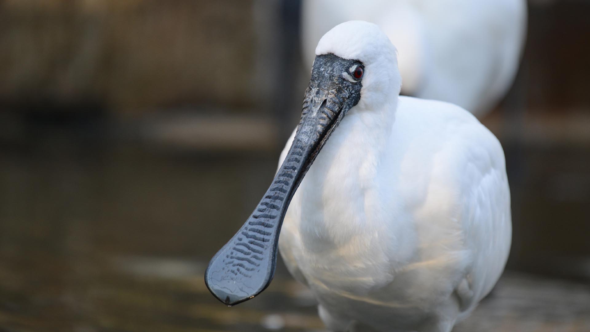 クロツラヘラサギ