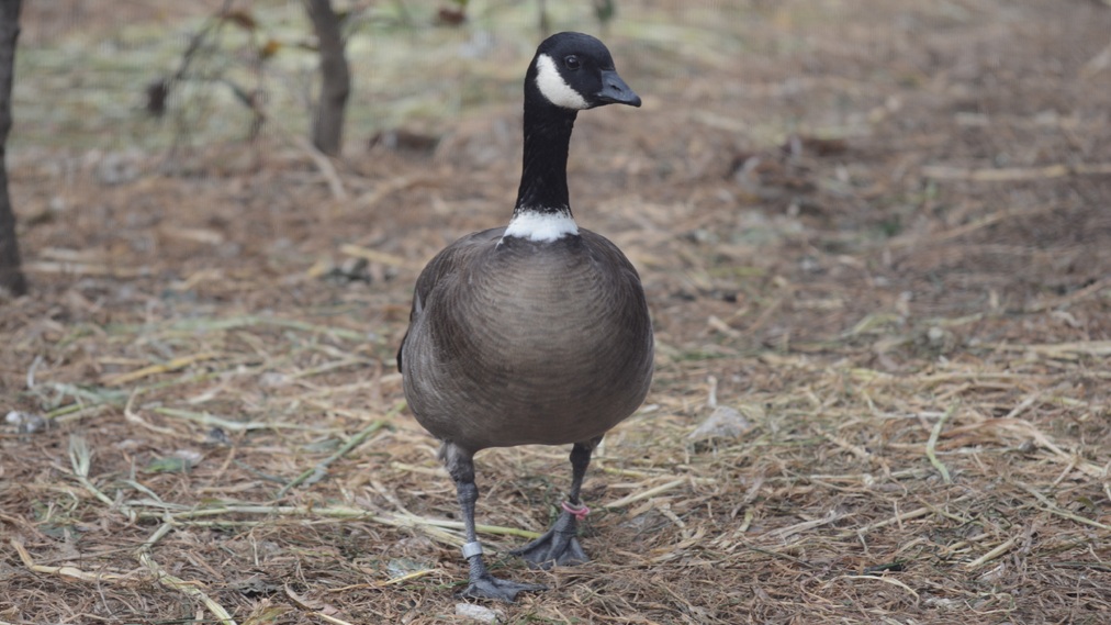 シジュウカラガン