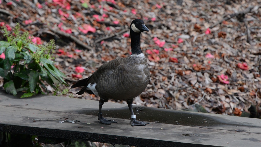 シジュウカラガン