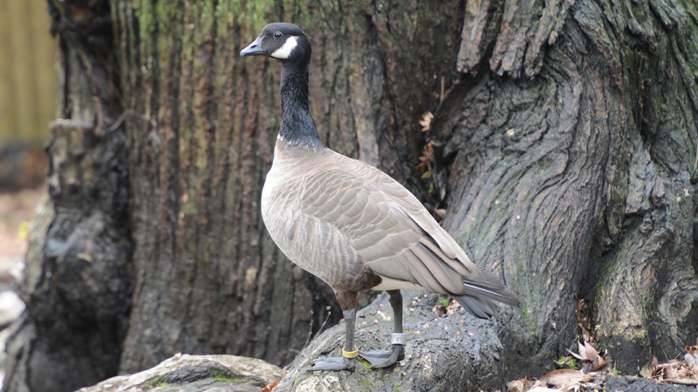 シジュウカラガン