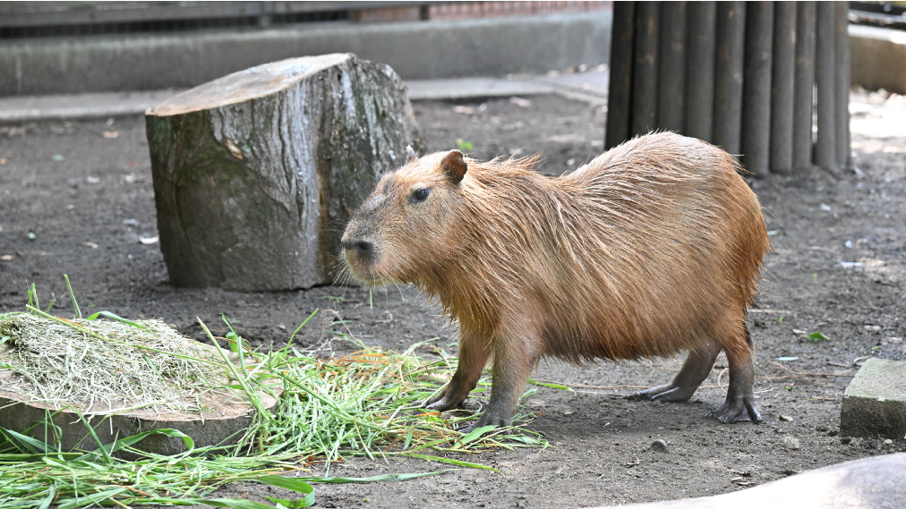 カピバラ