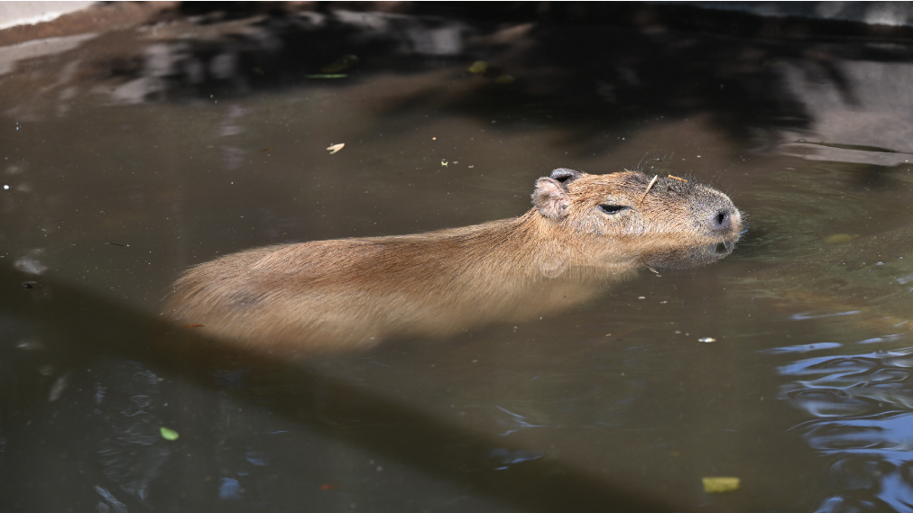 カピバラ