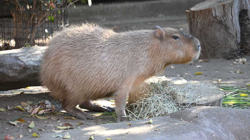 カピバラ
