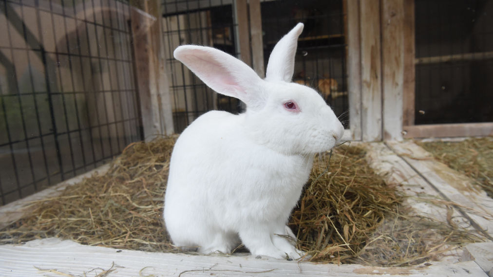 カイウサギ