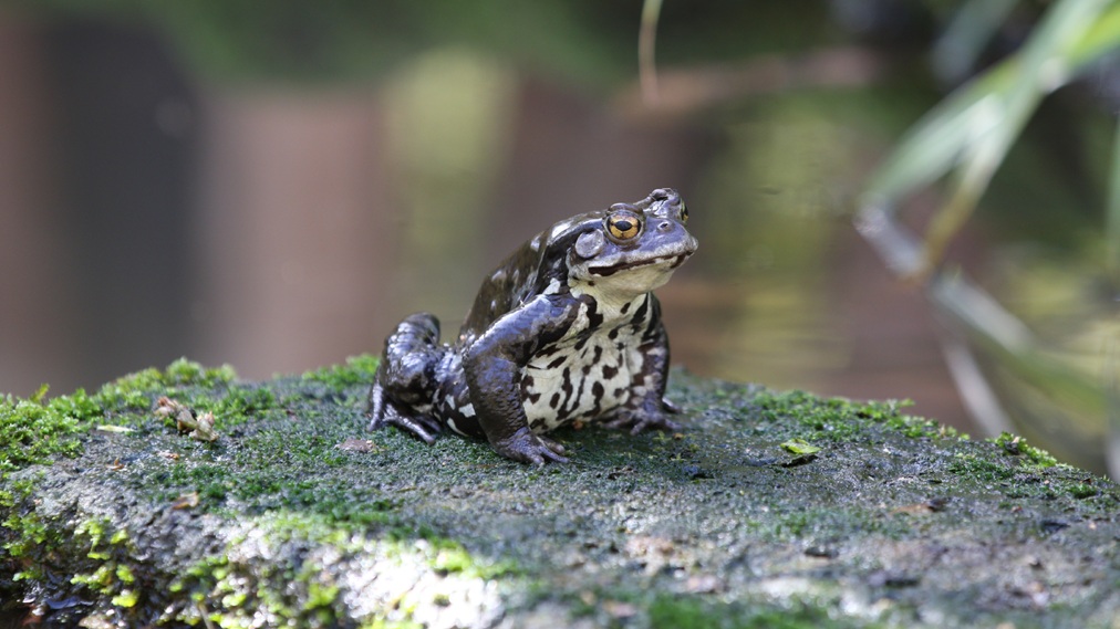 アズマヒキガエル
