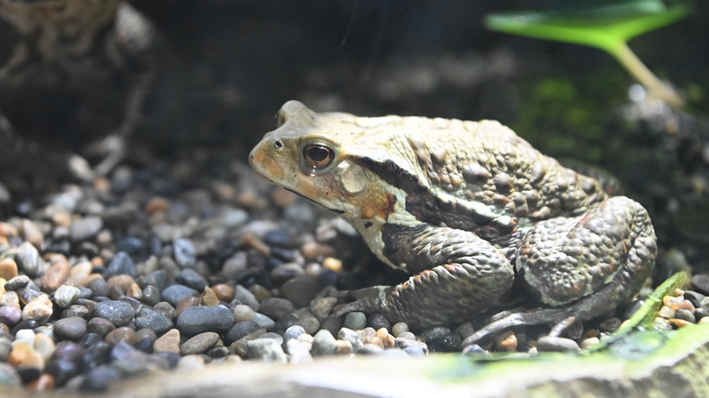 アズマヒキガエル