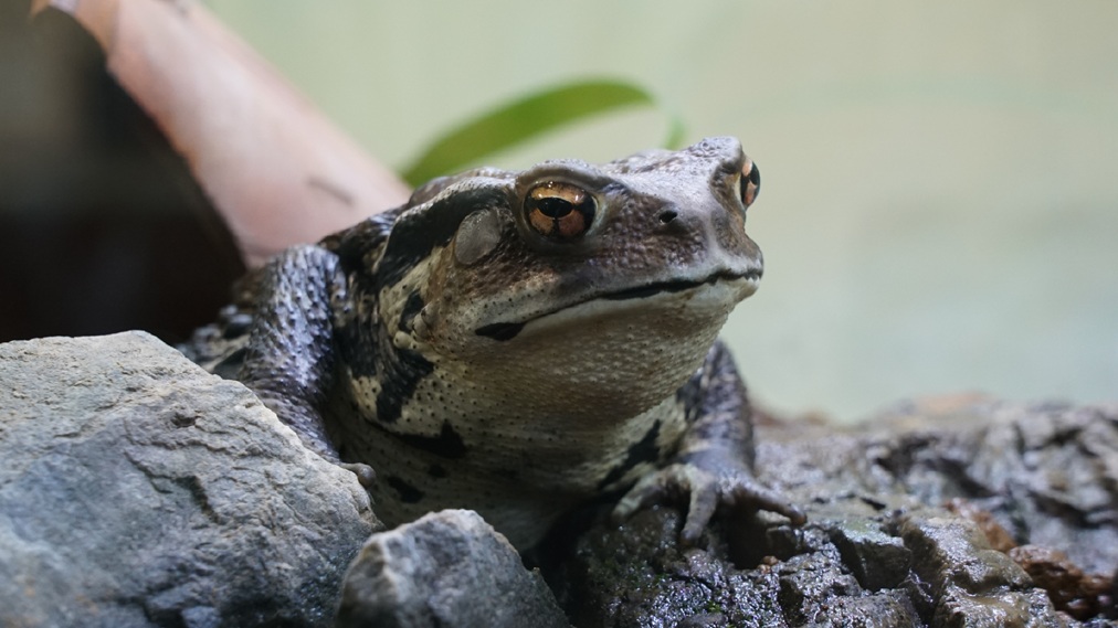 アズマヒキガエル