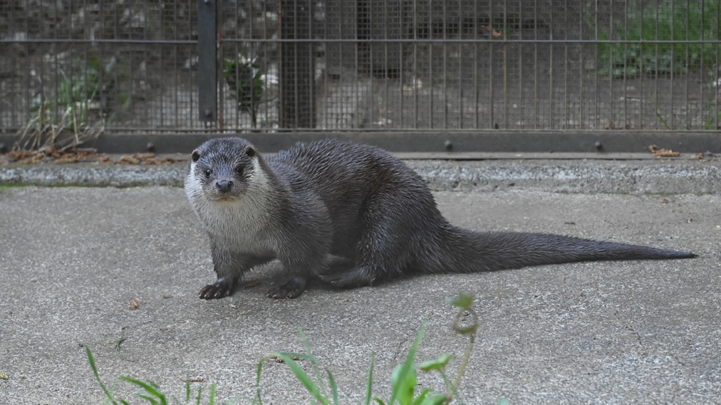 ユーラシアカワウソ