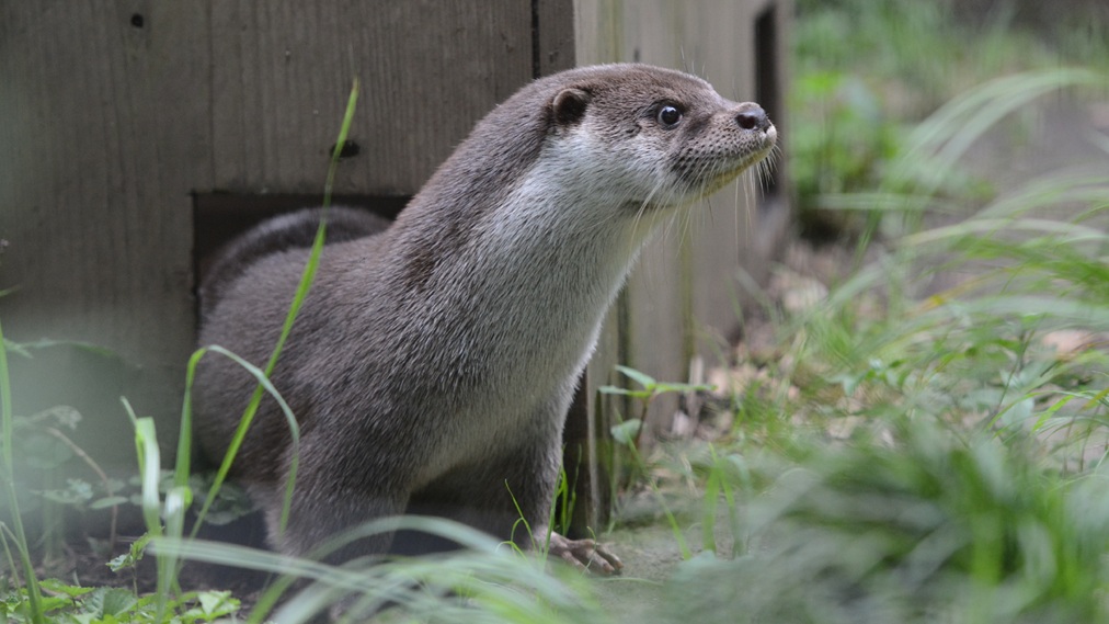ユーラシアカワウソ