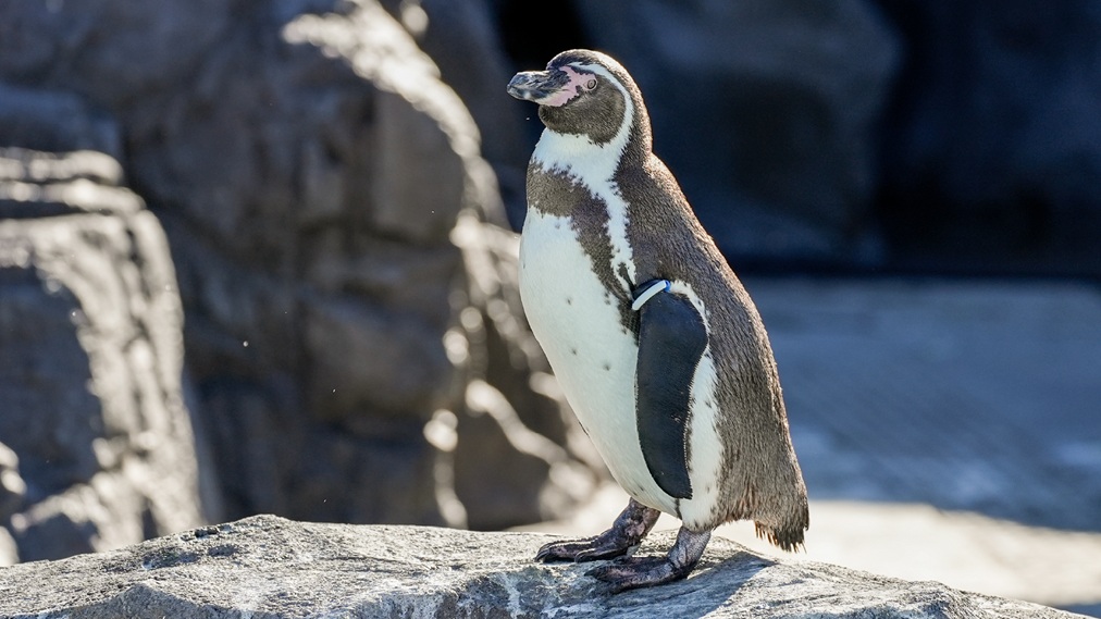 フンボルトペンギン
