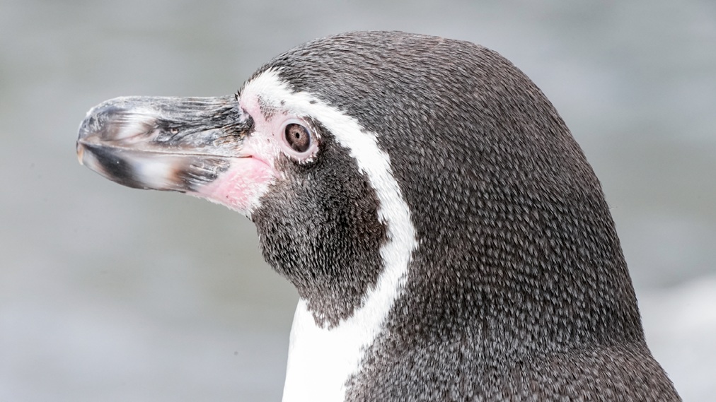 フンボルトペンギン