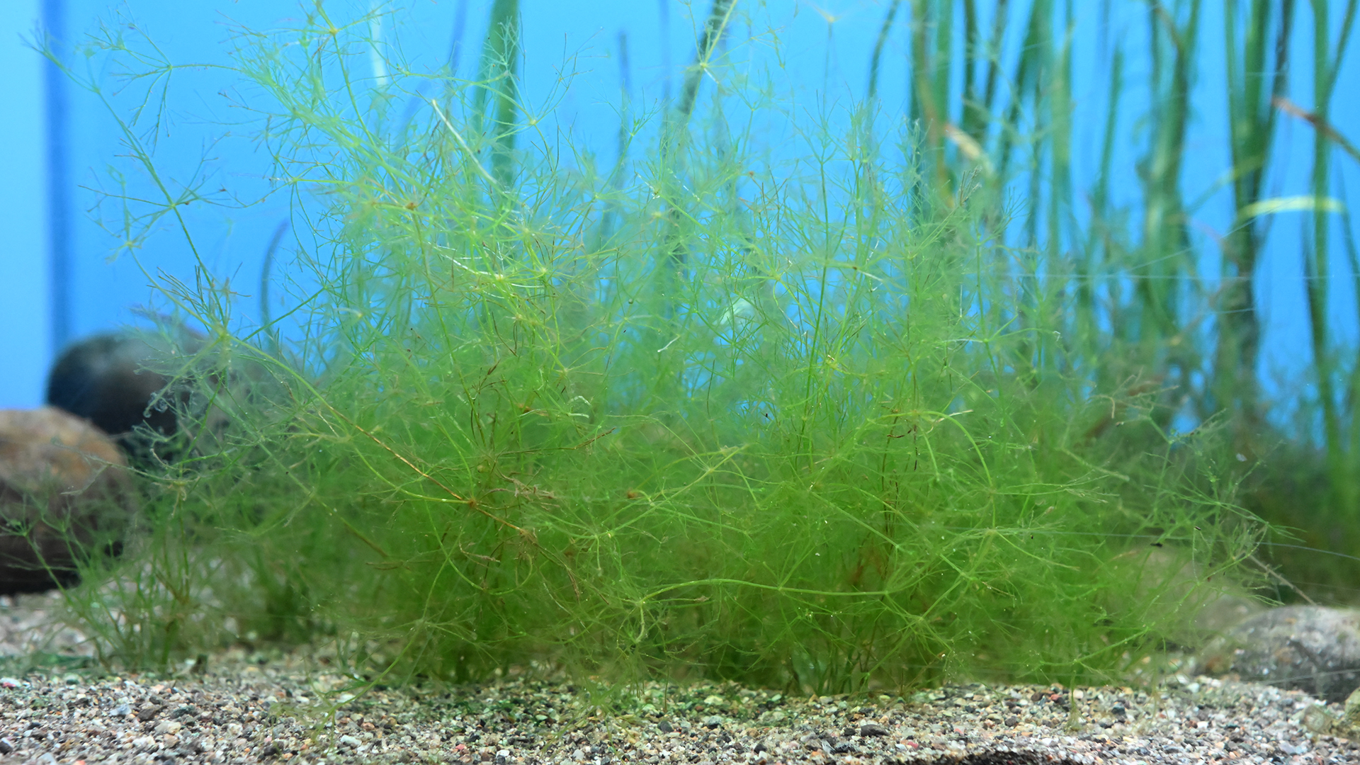 イノカシラフラスコモ