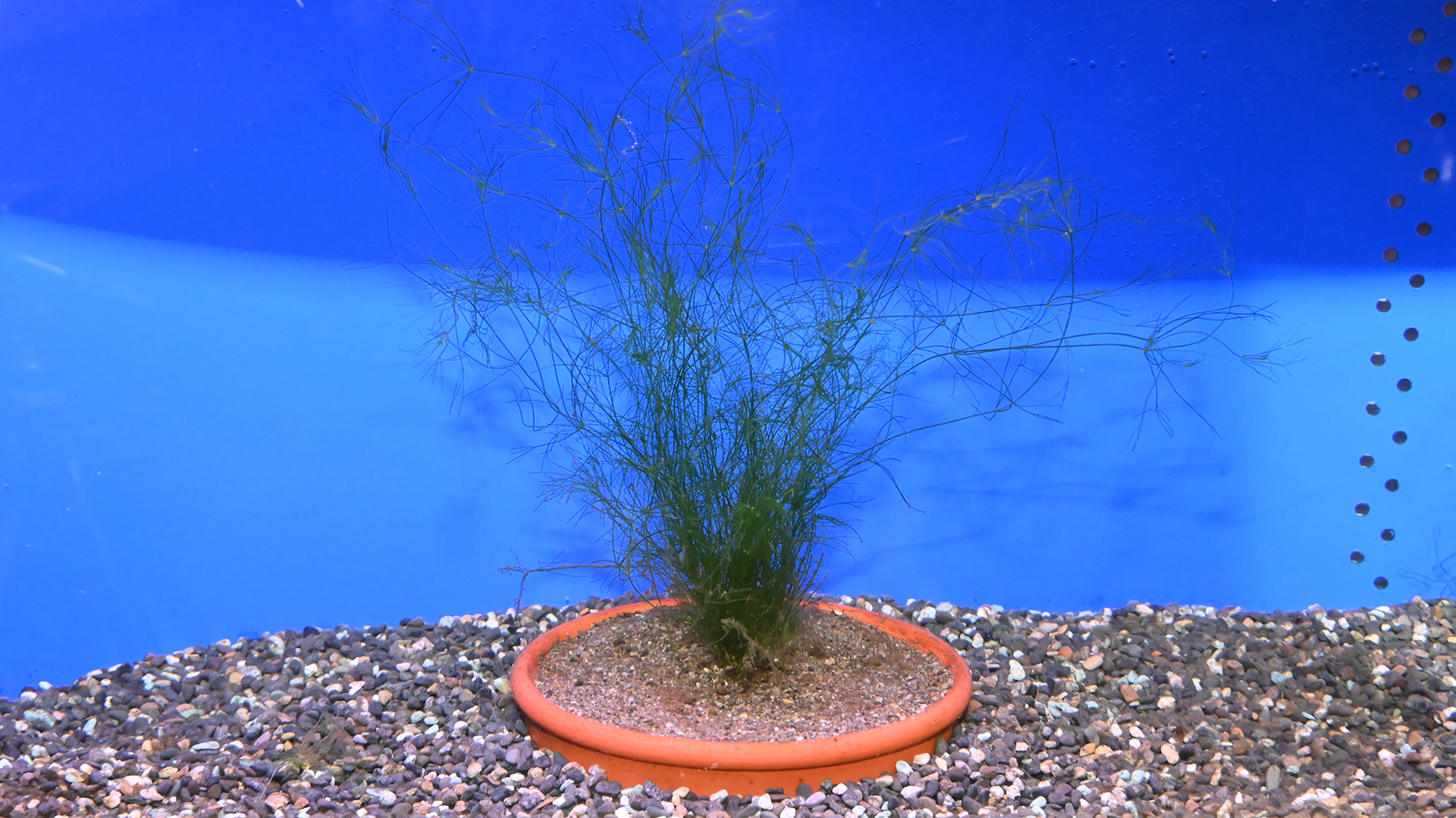 イノカシラフラスコモ