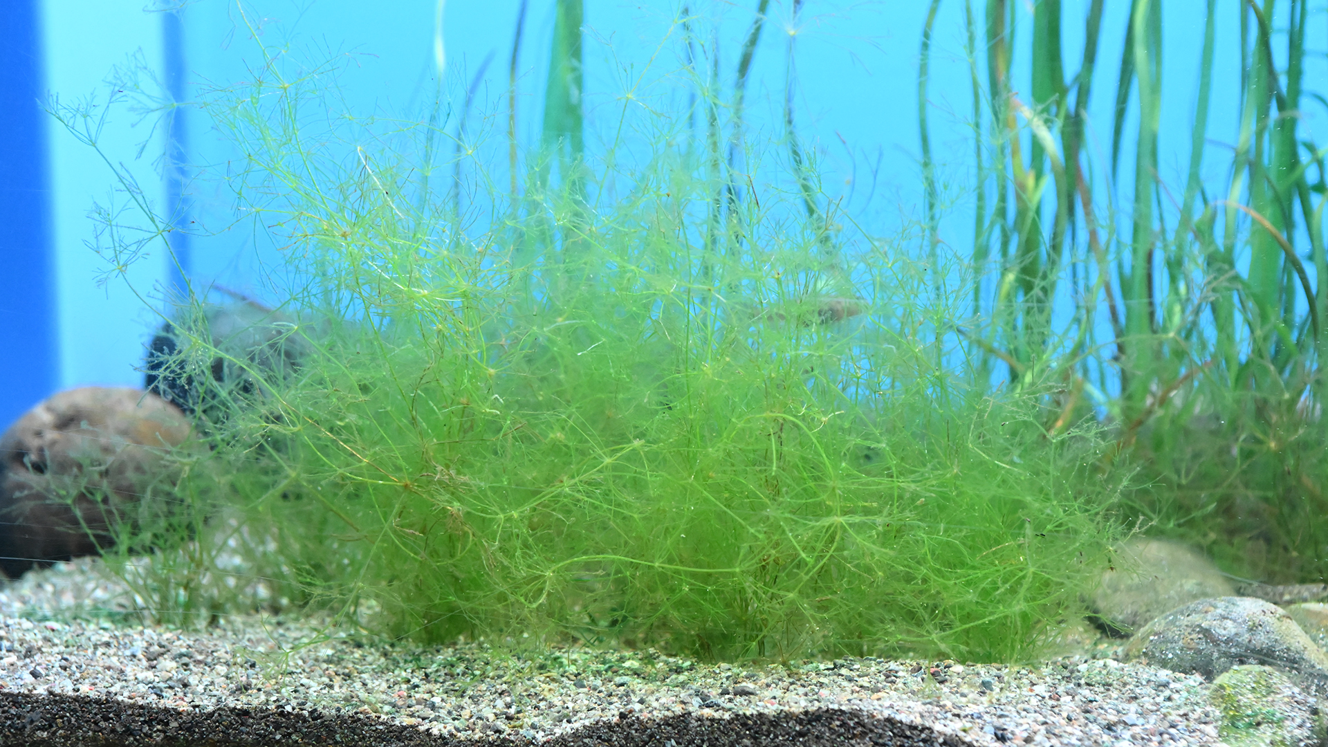 イノカシラフラスコモ