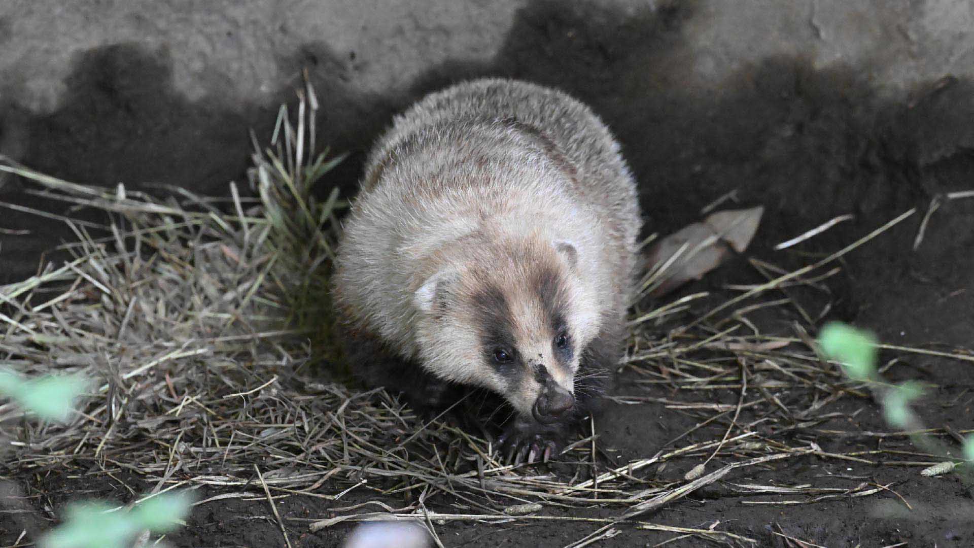 ニホンアナグマ