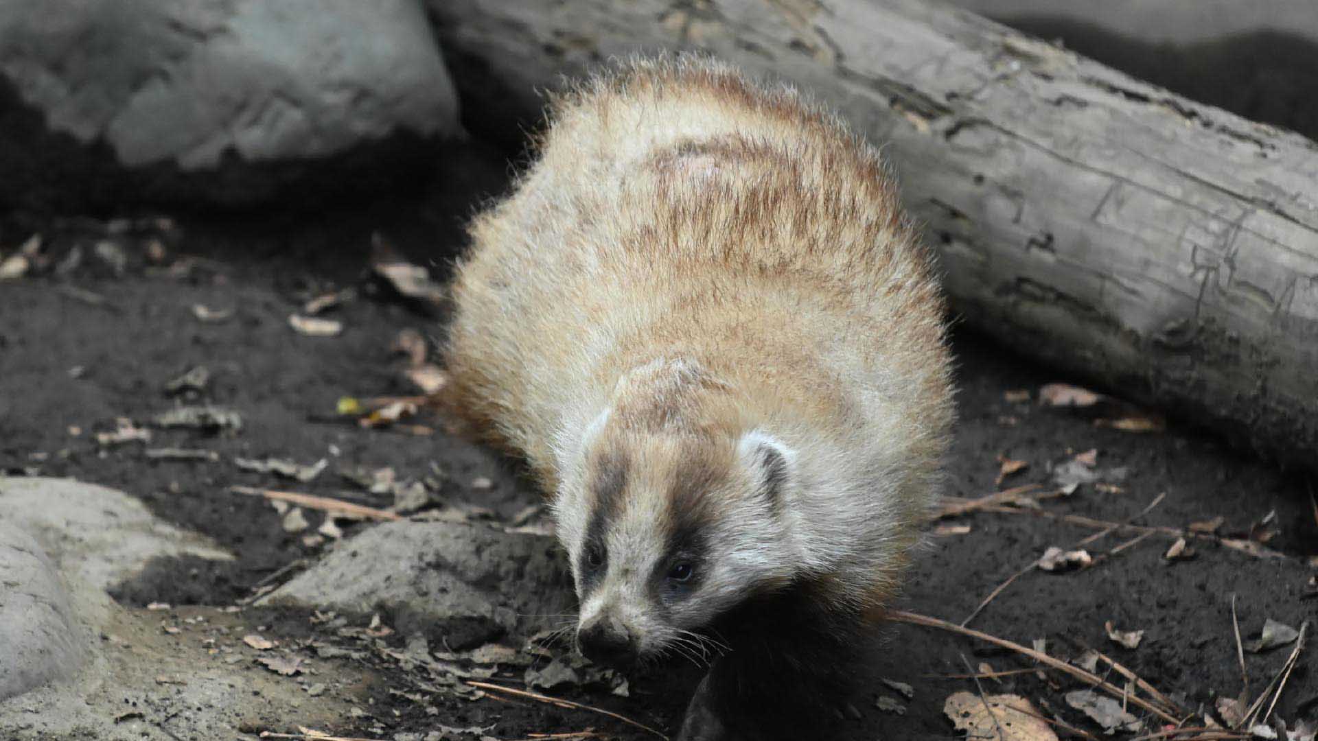 ニホンアナグマ