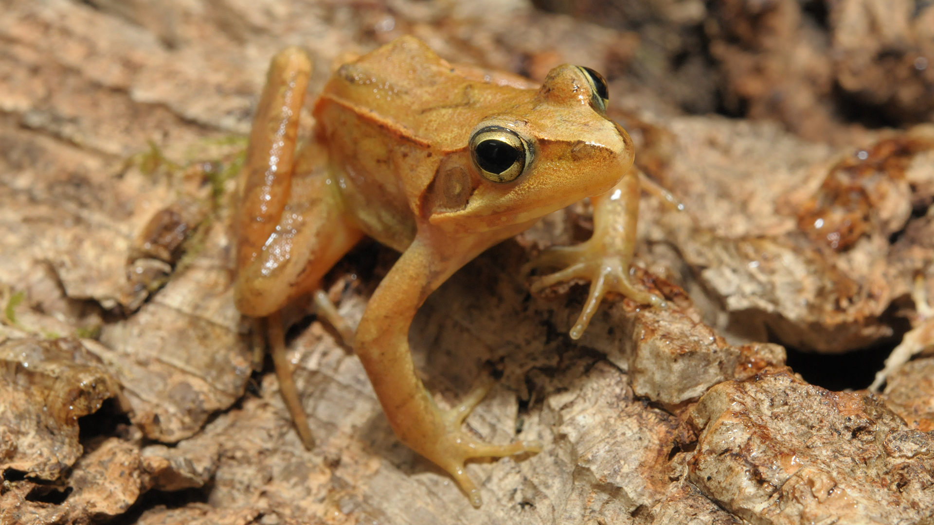 ニホンアカガエル