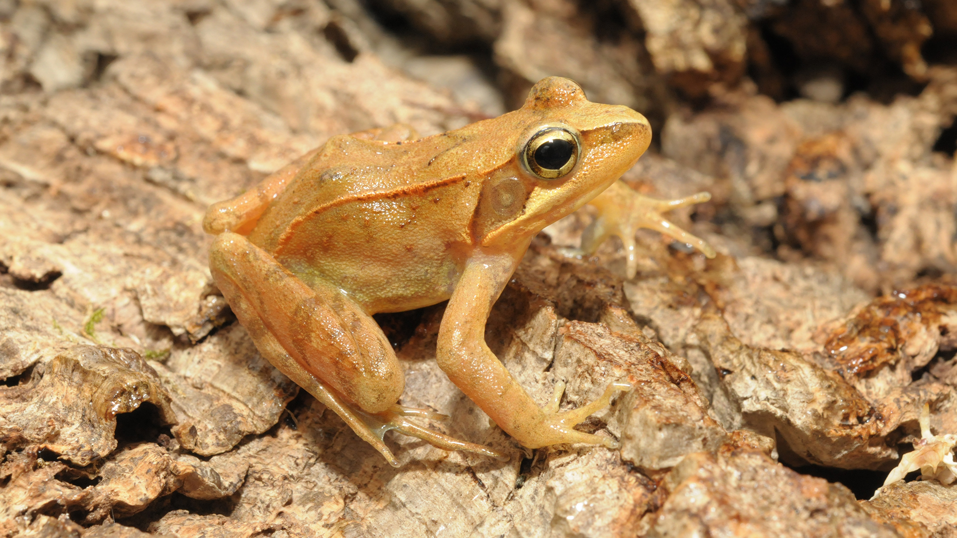 ニホンアカガエル