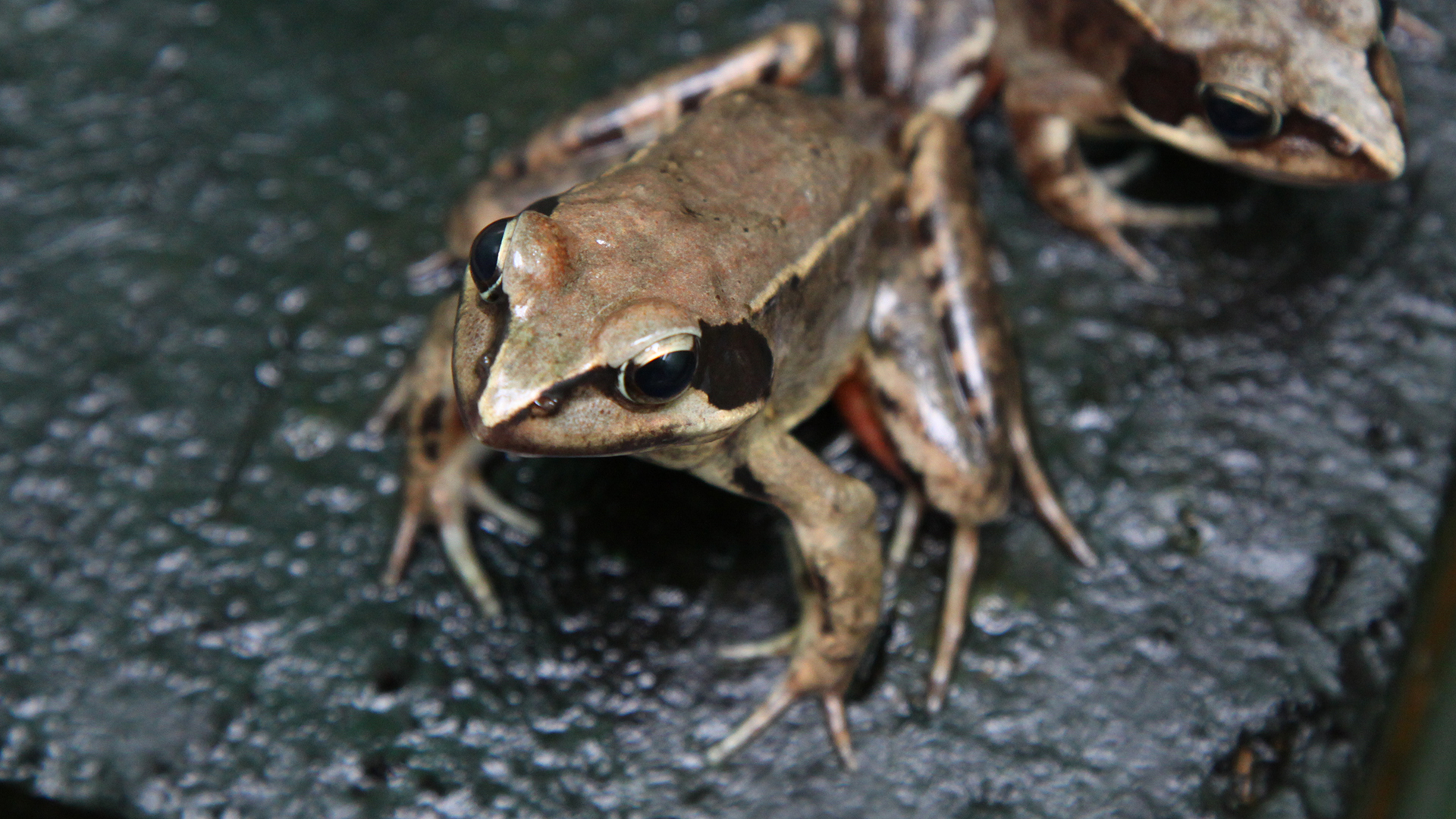 ニホンアカガエル