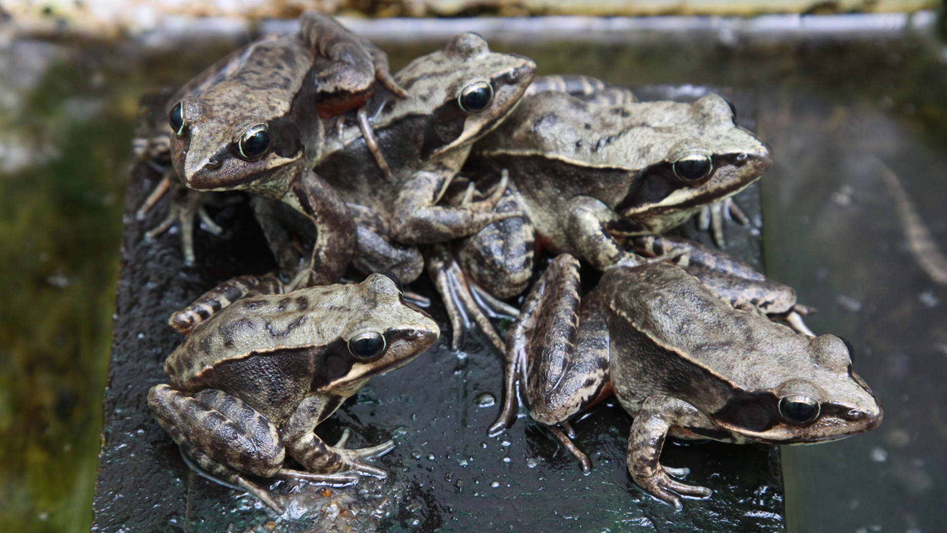 ニホンアカガエル