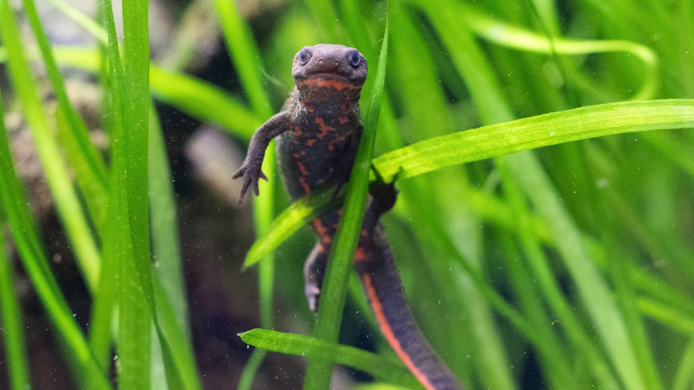 アカハライモリ