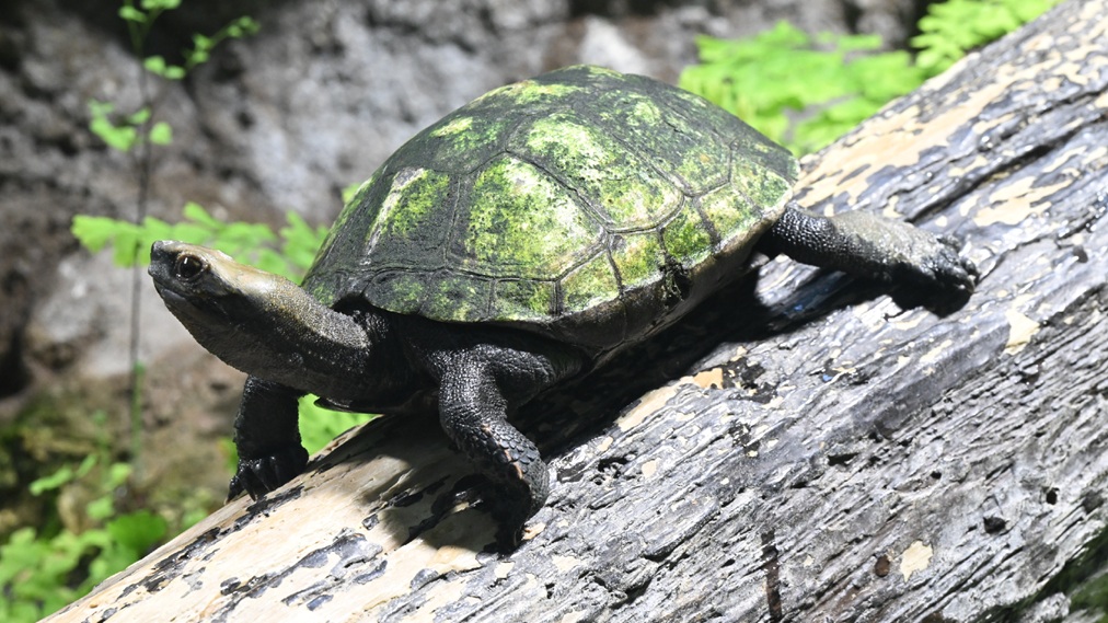 ニホンイシガメ