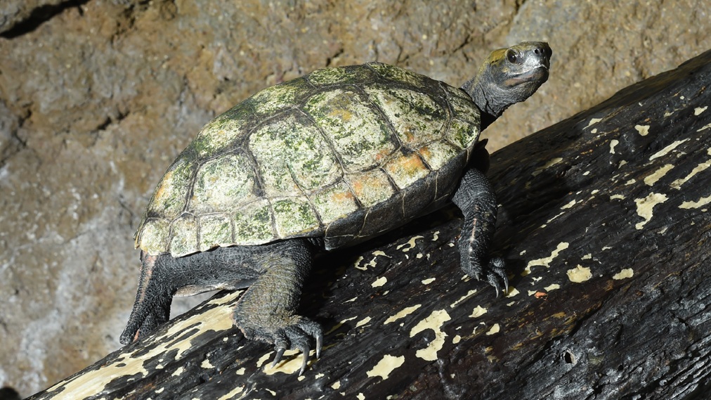 ニホンイシガメ